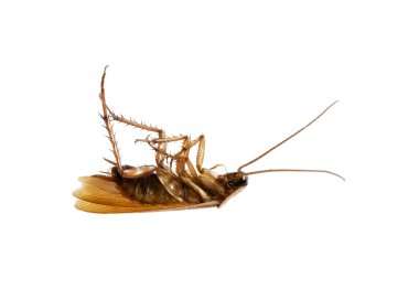 Dead Cockroach clipart