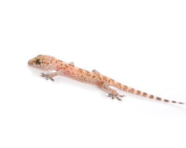 Gecko beyaz bitti