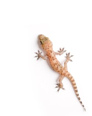 Gecko climbing clipart