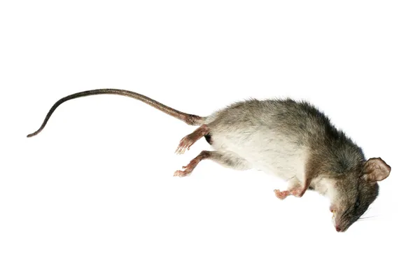 Dode rat — Stockfoto