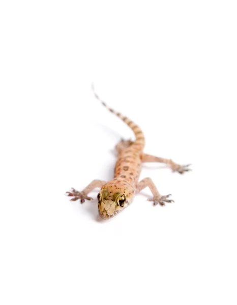 Gecko beyaz bitti — Stok fotoğraf