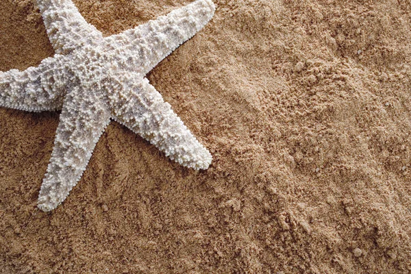 stock image Starfish on sand