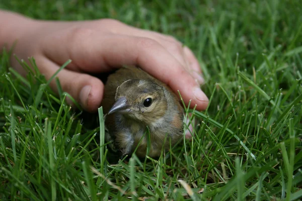 Um pássaro na mão — Fotografia de Stock