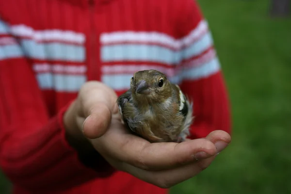 A bird in the hand — Stock Photo, Image