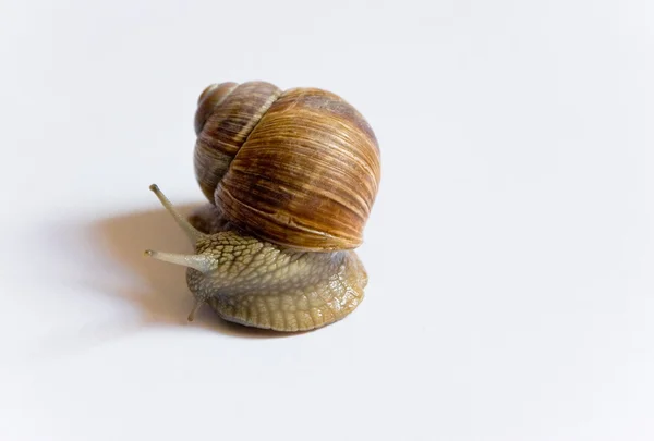 stock image Snail on white background