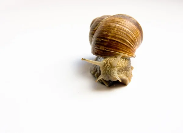 stock image Snail on white background