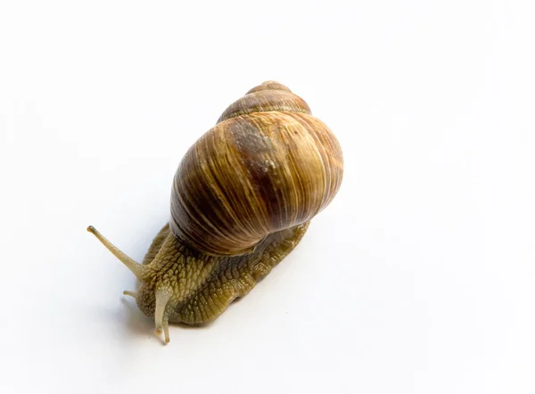 stock image Snail on white background