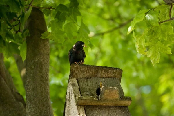 stock image Starling