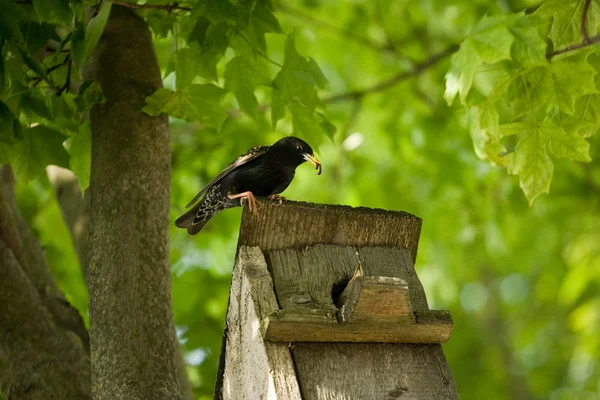 stock image Starling