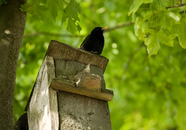 stock image Starling