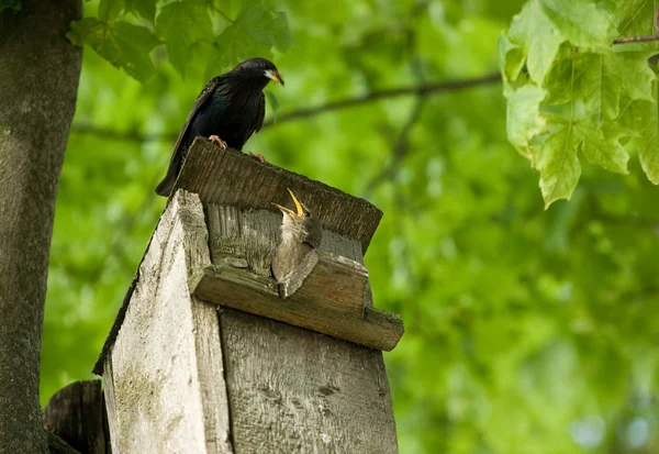 Stock image Starling