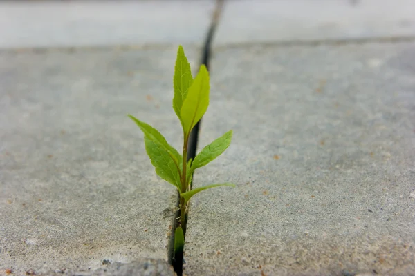 녹색 새싹 성장 — 스톡 사진