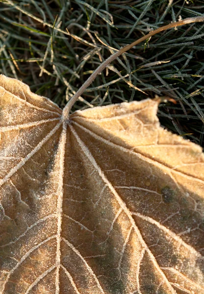 stock image Frozen leaf