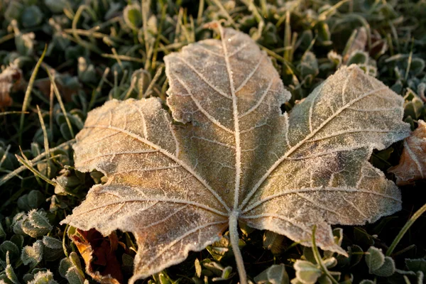 stock image Frozen leaf