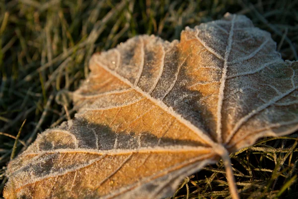 stock image Frozen leaf