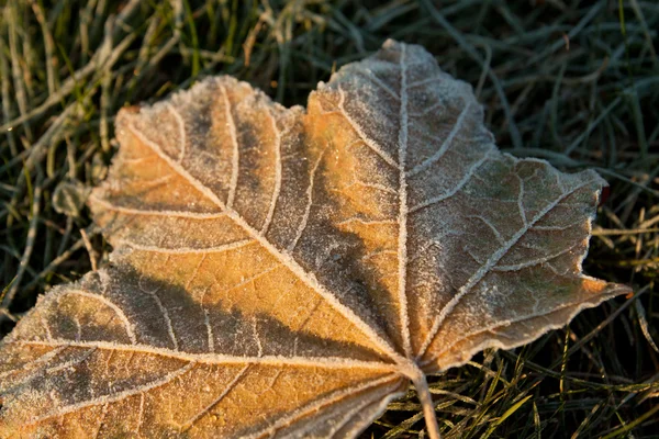 stock image Frozen leaf