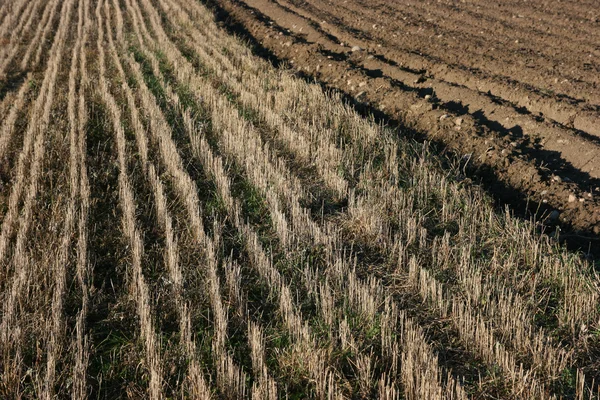 Stock image Field of stubbles