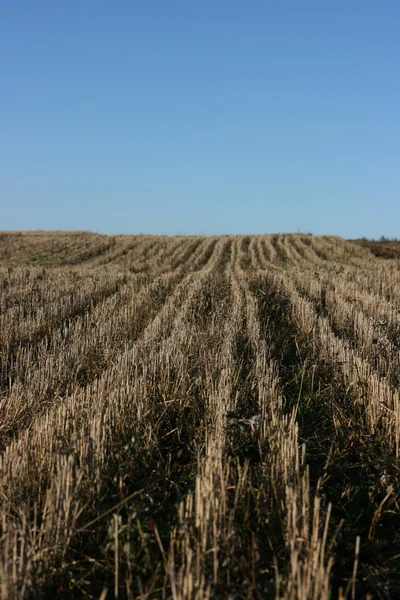 stock image Field of stubbles