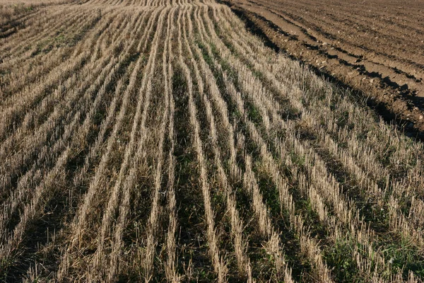 stock image Field of stubbles