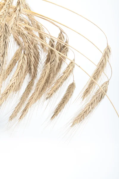 stock image Wheat on white