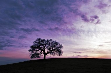 Lone tree sunset clipart