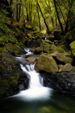 Bubbling brook in a forest clipart