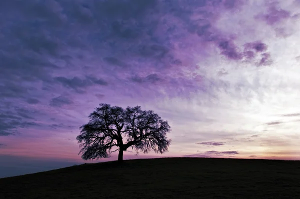 Yalnız ağaç sunset