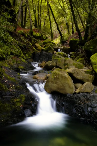 stock image Bubbling brook in a forest