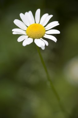 papatya çiçeği