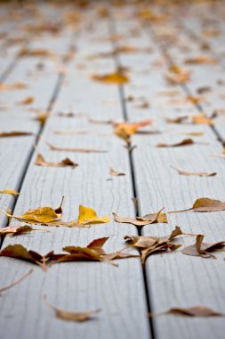 Wet leaves on decking clipart