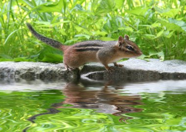 Chipmunk clipart