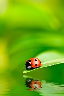 Ladybug clipart