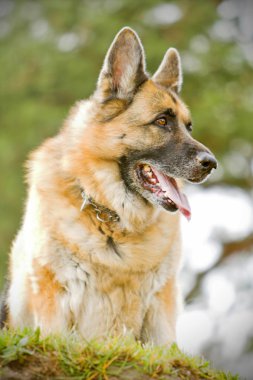 Alman çoban köpeği