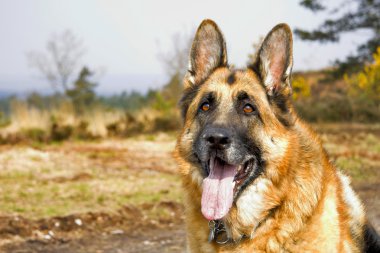 Alman çoban köpeği