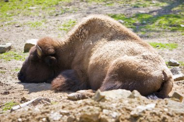 bir Amerikan buffalo