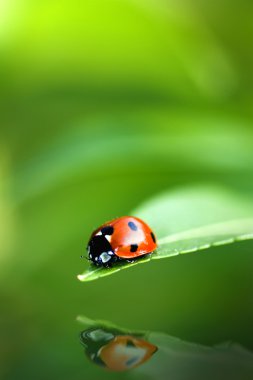 Ladybug reflection clipart