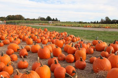 Large pumpkins clipart