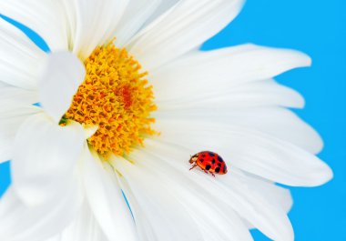 Ladybug on daisy clipart