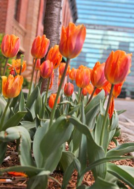 Tulipa gesneriana