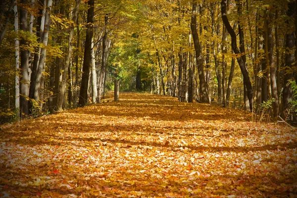 Sentier d'automne — Photo