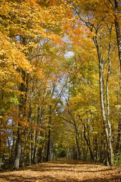 Herbstpfad — Stockfoto