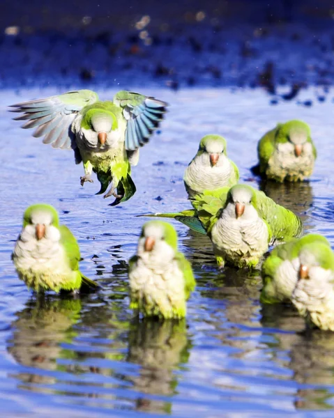 Papugi mnisie — Zdjęcie stockowe