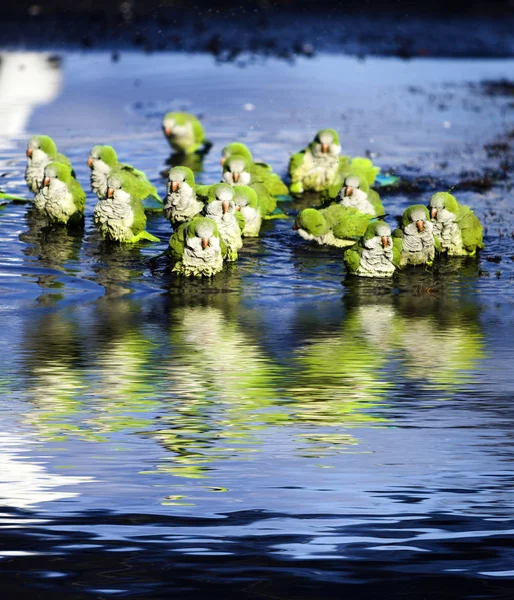 stock image Monk Parrots