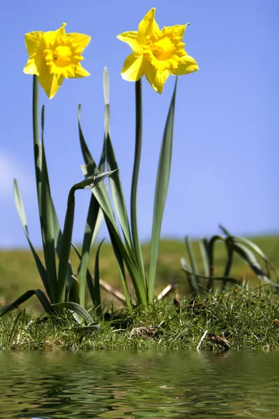 stock image Daffodils