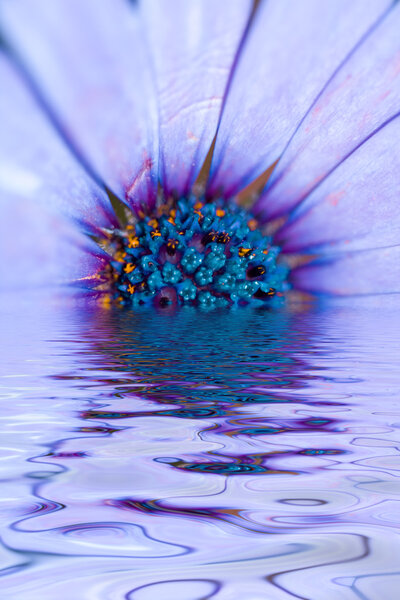 Абстрактная гербера
