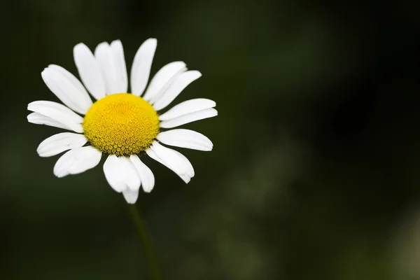 stock image Daisy