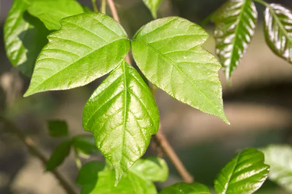 Otrava Ivy — Fotografie, imagine de stoc