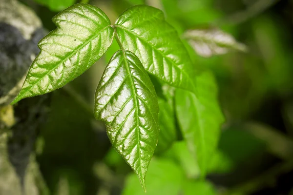 Poison ivy — Stock Photo, Image