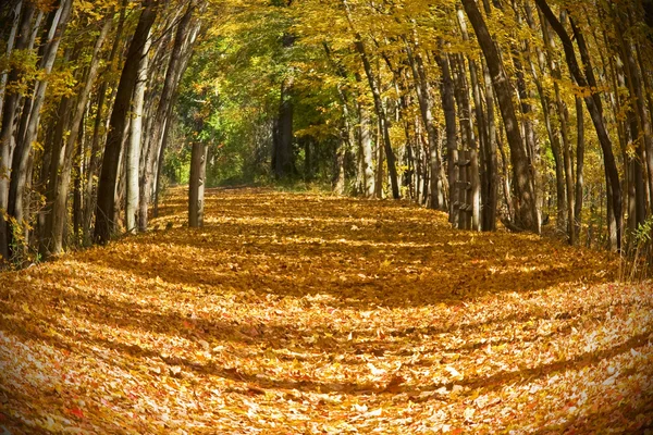 Höstens trail — Stockfoto