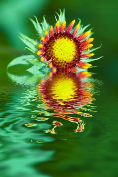 Sommerwildblume — Stockfoto